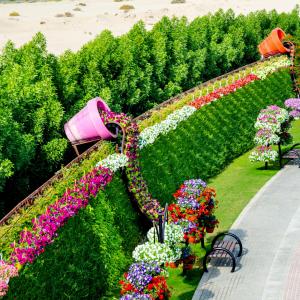 عکس - بزرگترین باغ گل جهان،درشهری با اقلیم بیابانی